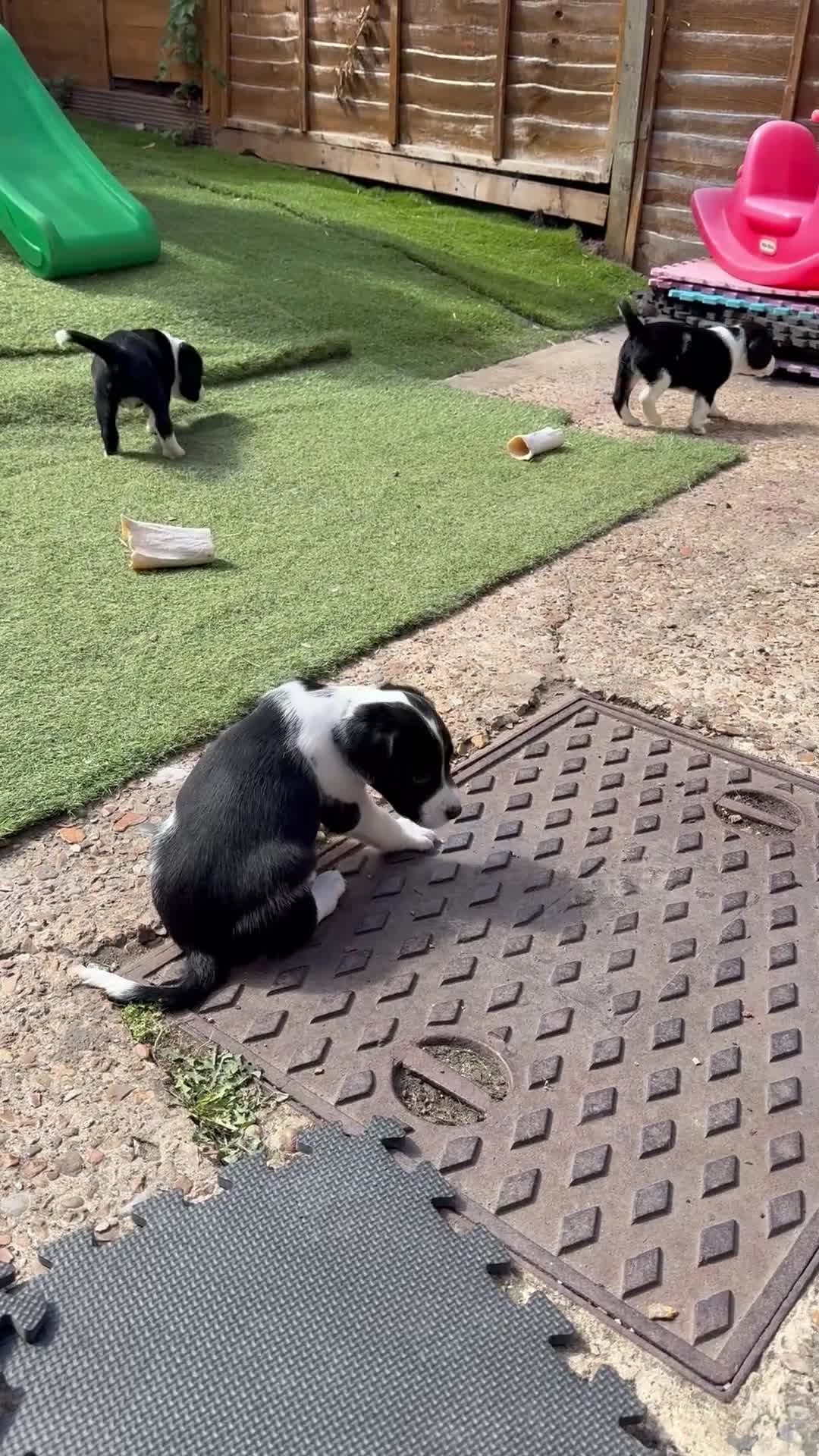 Cockerdor dogs for sale: 6 Cockerdor puppies left  in Camberley - Video 1
