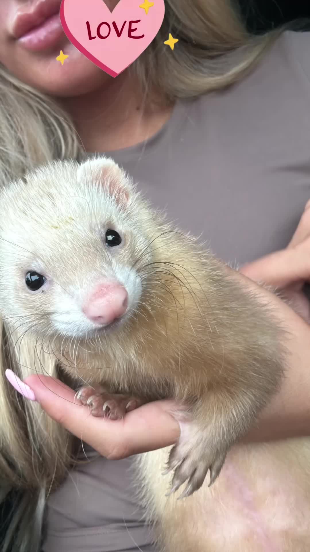 Ferret rodents for sale: Female ferret - Video 1