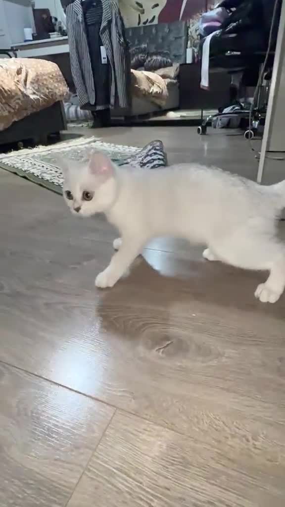 British Shorthair cats for sale: Beautiful kittens  - Video 3