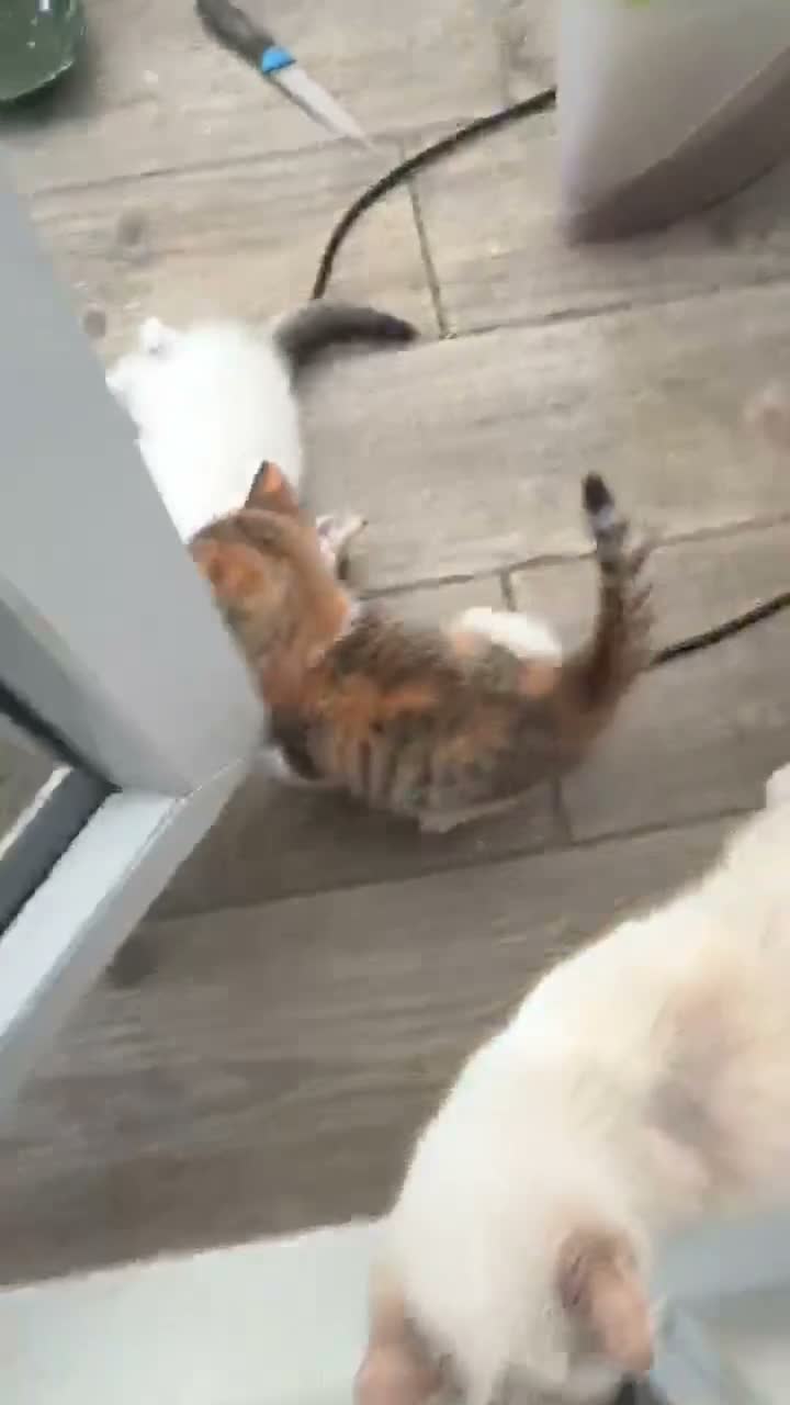 Persian cats for sale: Last little half Persian boy , ready now - Video 2