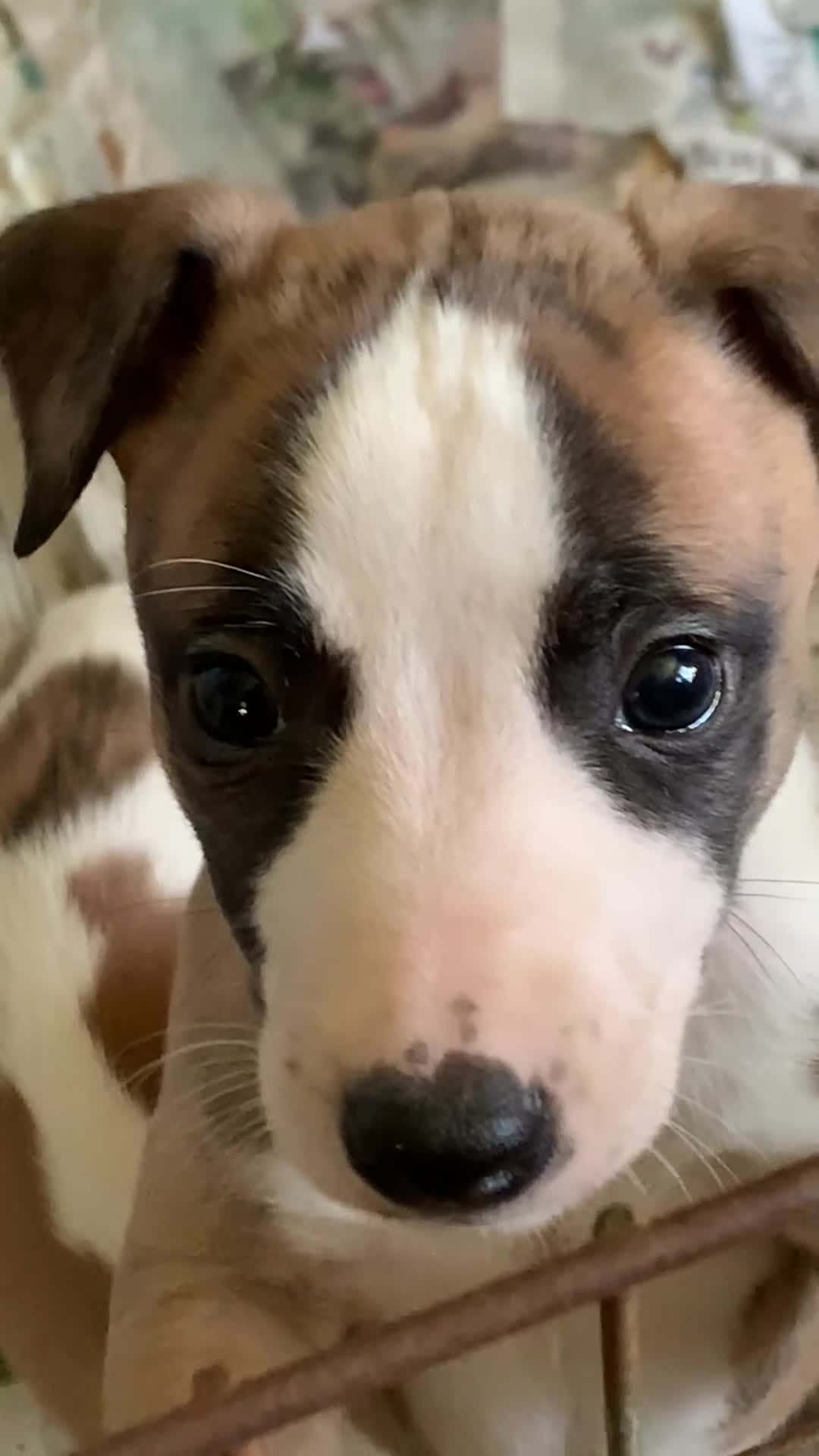 Whippet dogs for sale: WHIPPET - Video 1