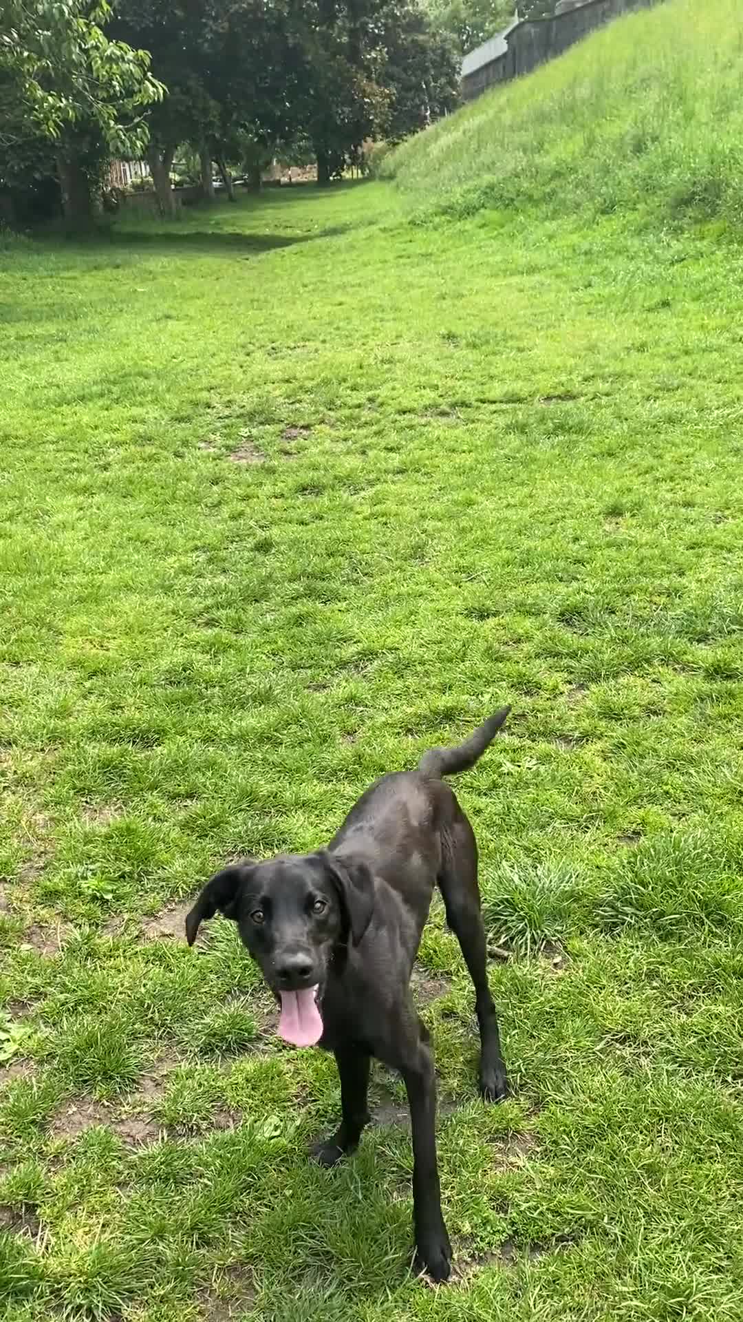 Labrador Retriever dogs for stud: Pip- Purebred Black Labrador Retriever  - Video 1