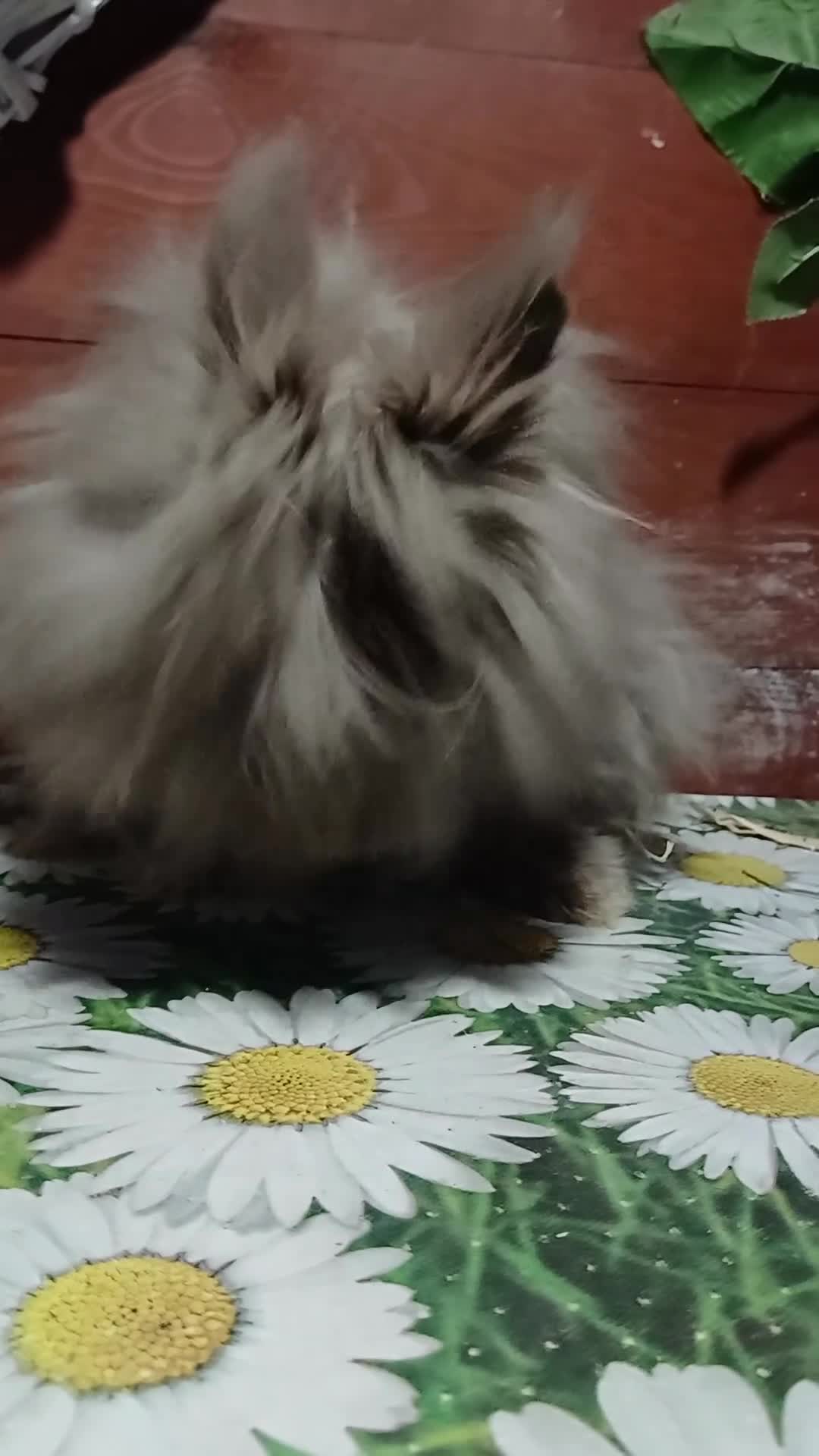 Lionhead rabbits for sale: Lionhead does - Video 1