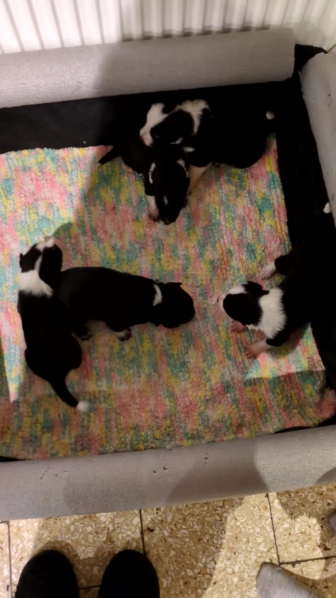 Border Collie dogs for sale: Three border collie pups for sale. - Video 1
