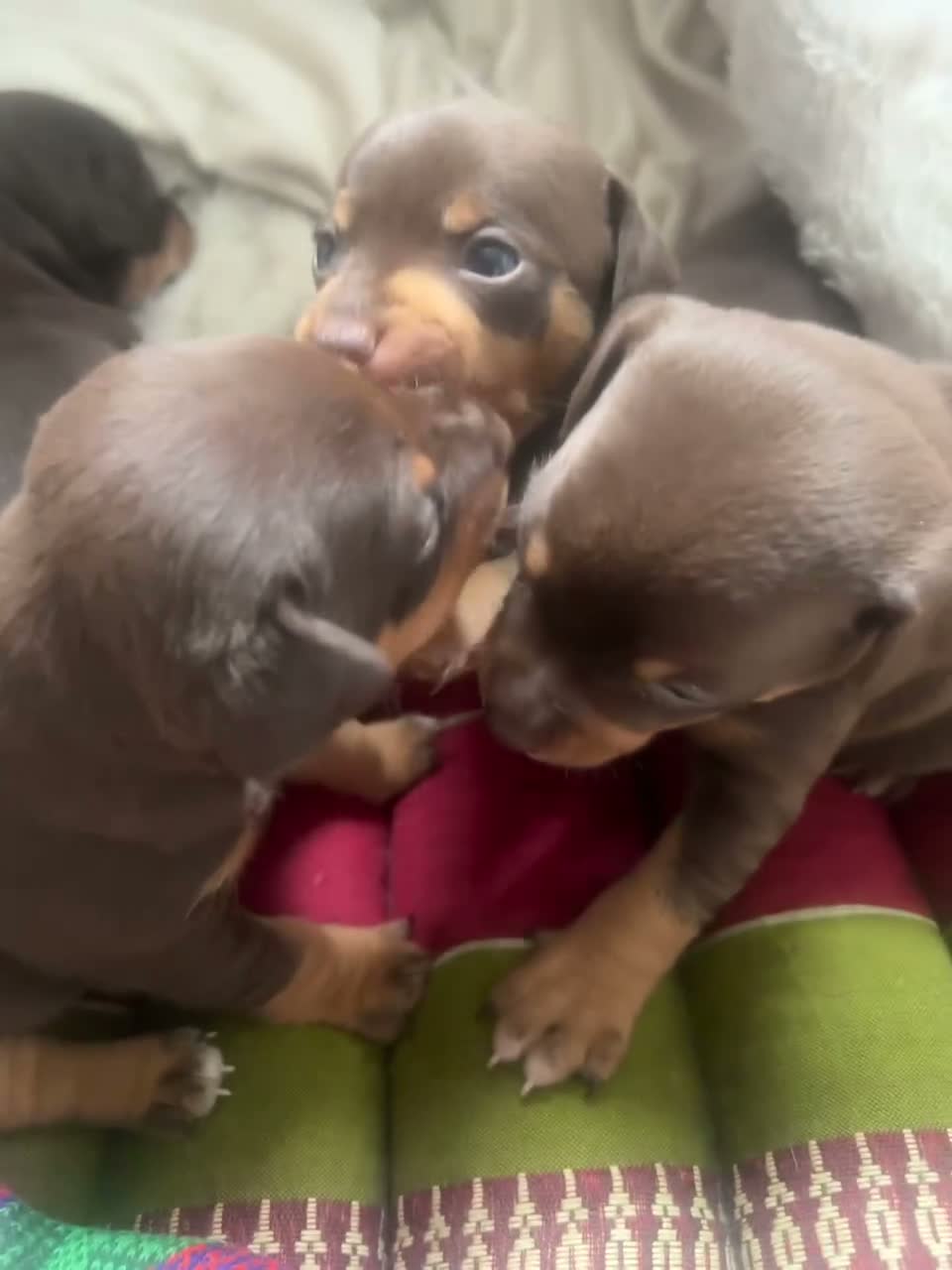 Mixed Breed dogs for sale: CROSSBREED FRENCH-PIN PUPPY - Video 1