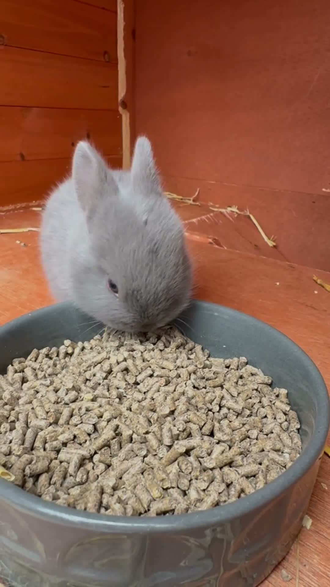 Netherland Dwarf rabbits for sale: Netherland dwarf Babies  - Video 1