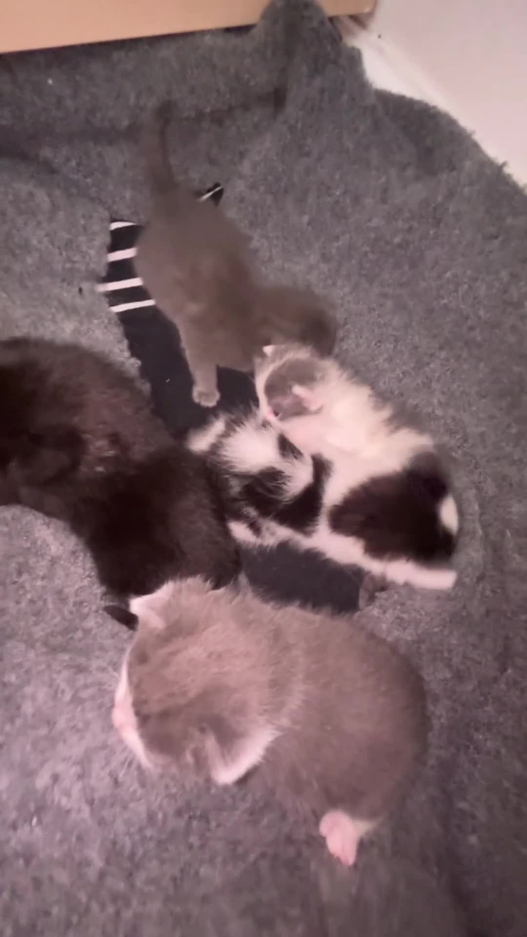 Mixed Breed cats for sale: Kittens for sale - Video 1