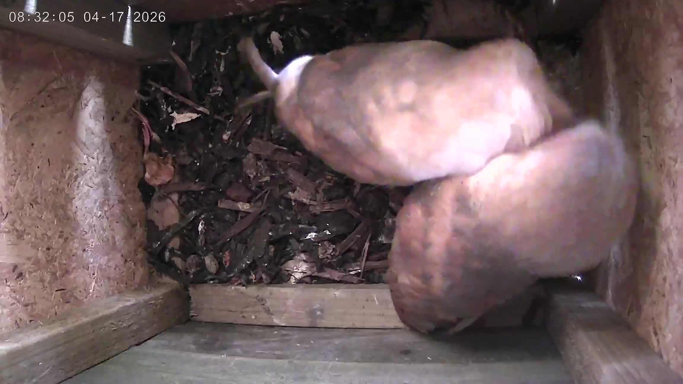 Mixed Breed birds for sale: Barn owls x 2 - Video 2