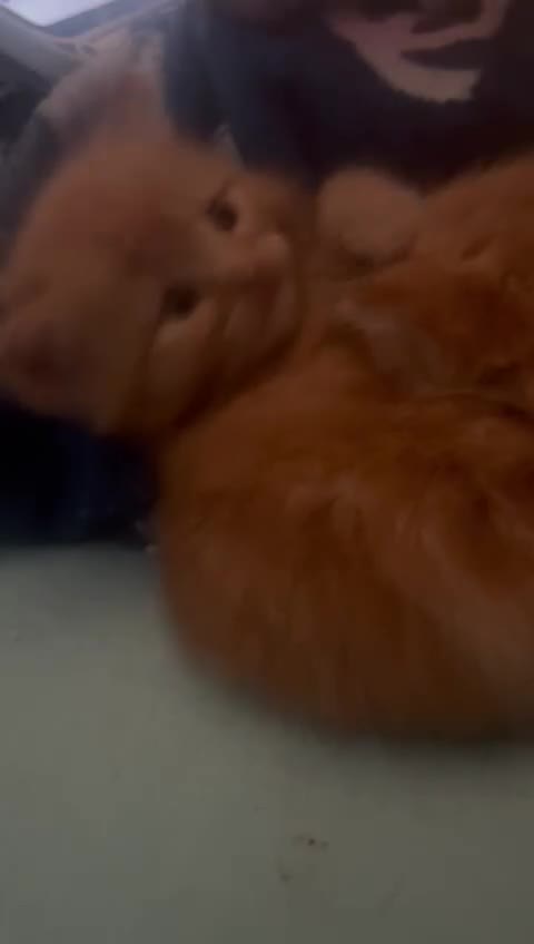 Mixed Breed cats for sale: Ginger boy kitten RESERVED pending collection  - Video 1