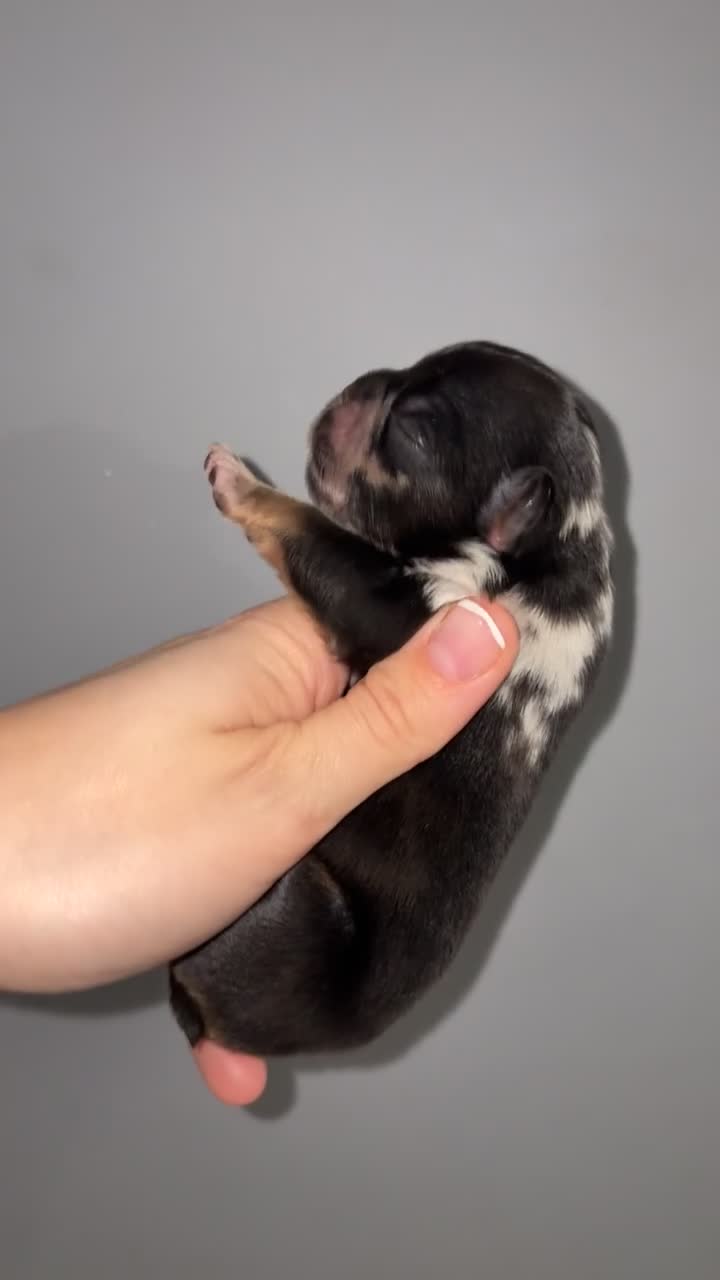 French Bulldog dogs for sale: Fluffy French bull dog puppys - Video 2