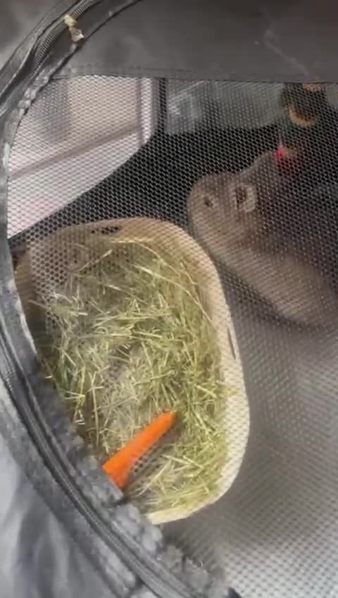 Netherland Dwarf rabbits for sale: Grey female Netherlands dwarf rabbit - Video 4