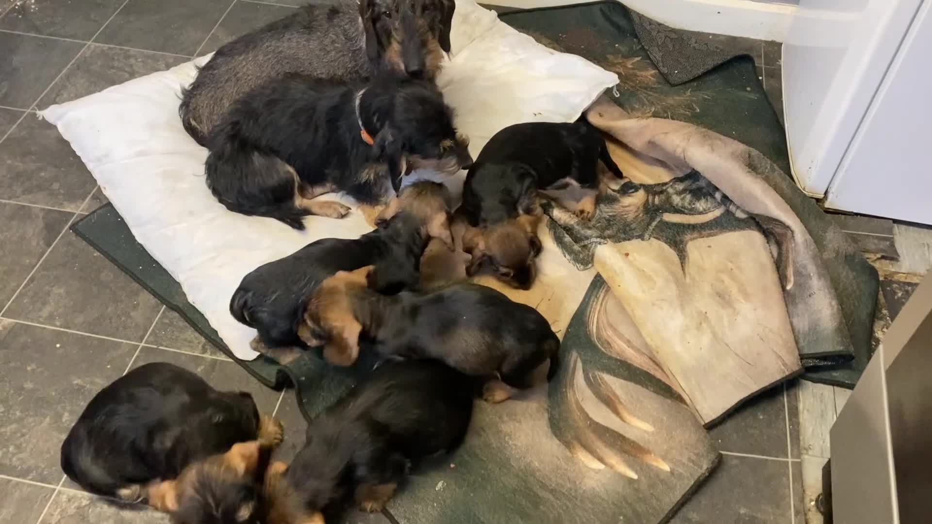 Dachshund dogs for stud: Teckle  in Whitley Bay - Video 1