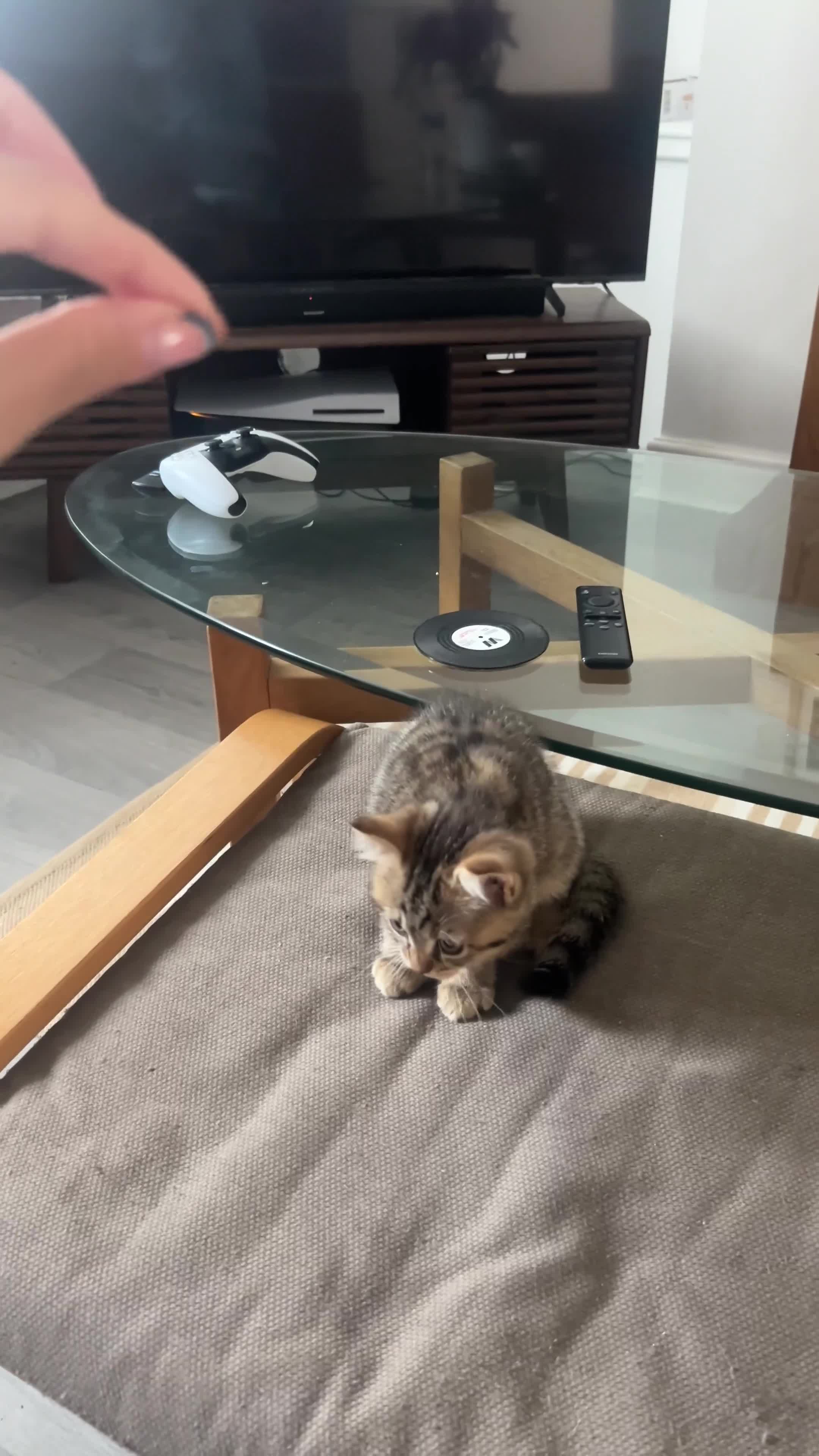 British Shorthair cats for sale: British Shorthair Spotted Girl - Video 1