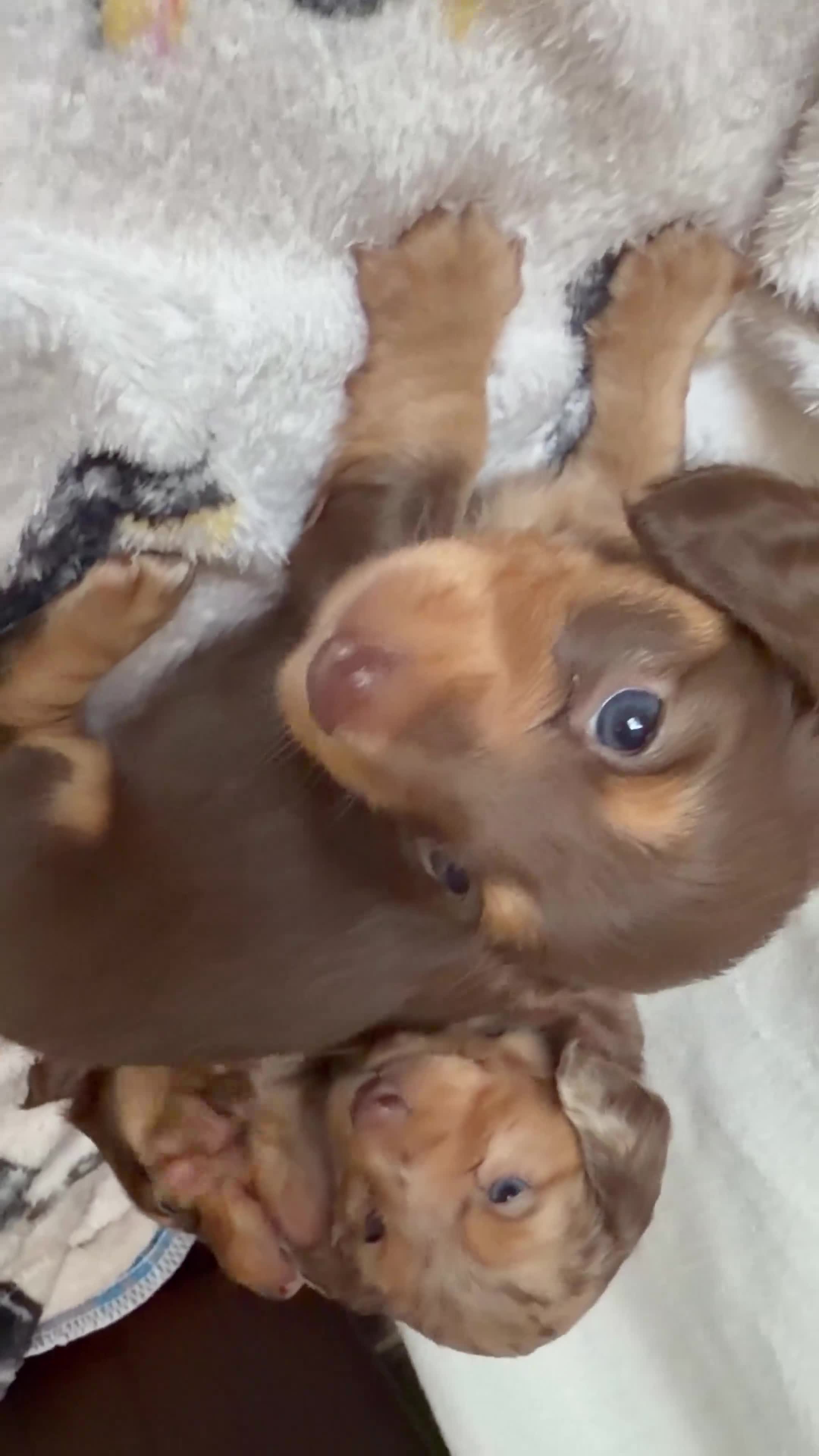 Miniature Dachshund dogs for sale: Long haired miniature dachshund puppy's - Video 2