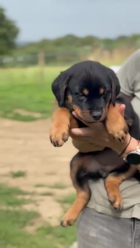 Mixed Breed dogs for sale: Rottweiler x German Shepherd pups ready to go  - Video 3