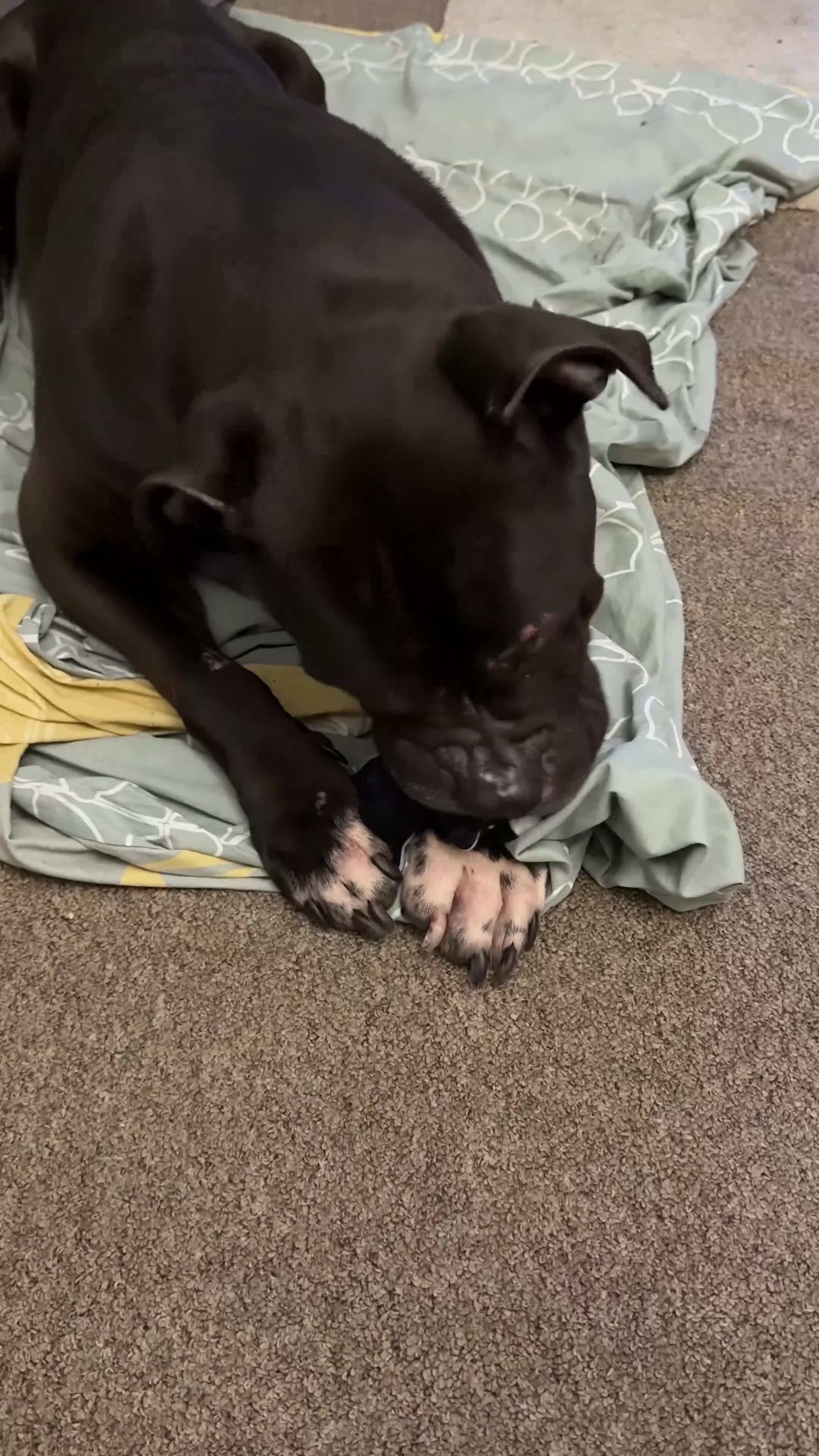 Mixed Breed dogs for sale: Sav is looking for a new family - Video 1