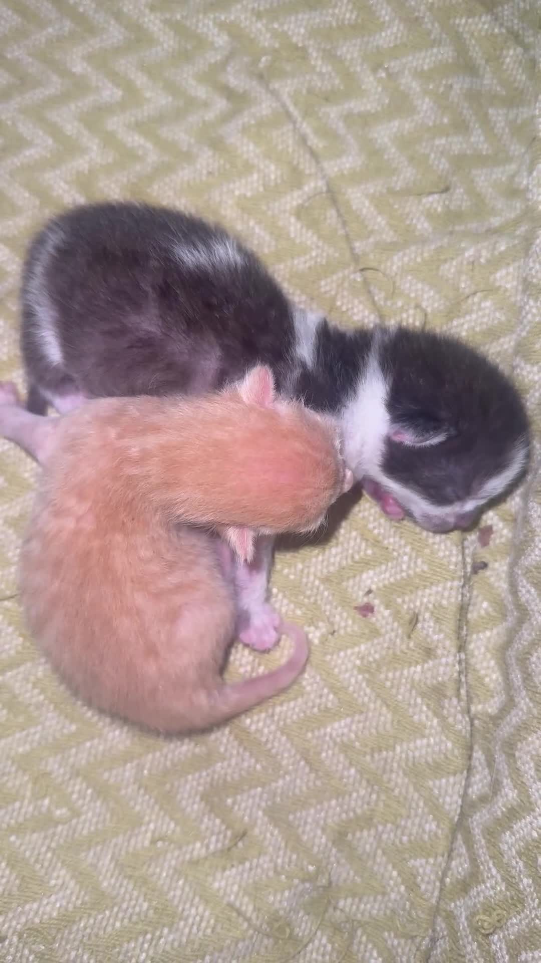 Domestic Shorthair cats for sale: sweet kittens for sale ❤️ in Southampton - Video 1