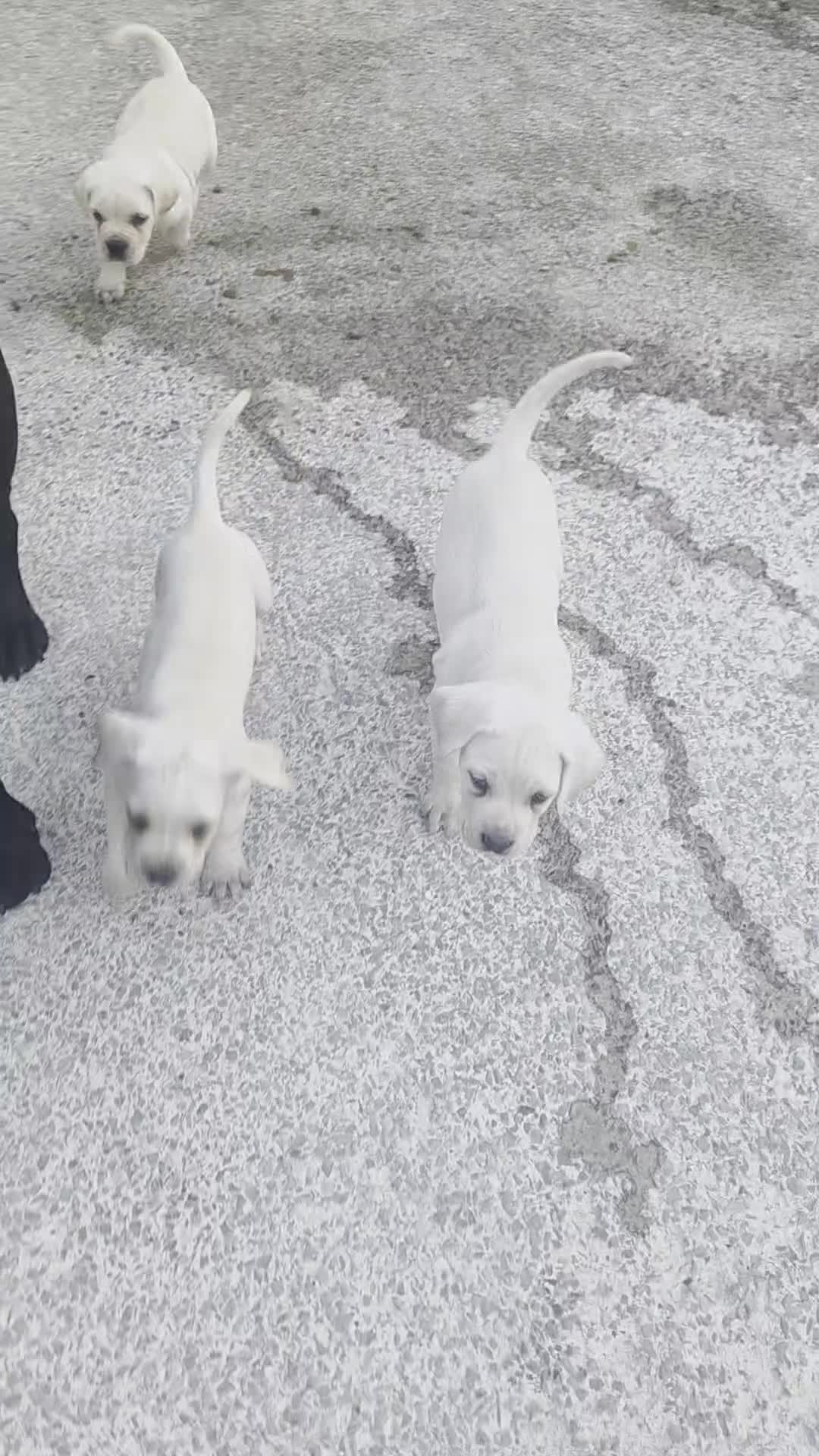 Cane Corso dogs for sale: Straw Cane Corso Pups - Video 1