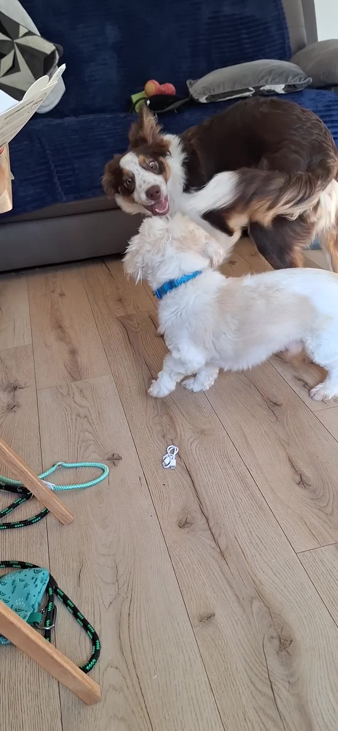 Border Collie dogs for sale: Red and white border collie  - Video 1