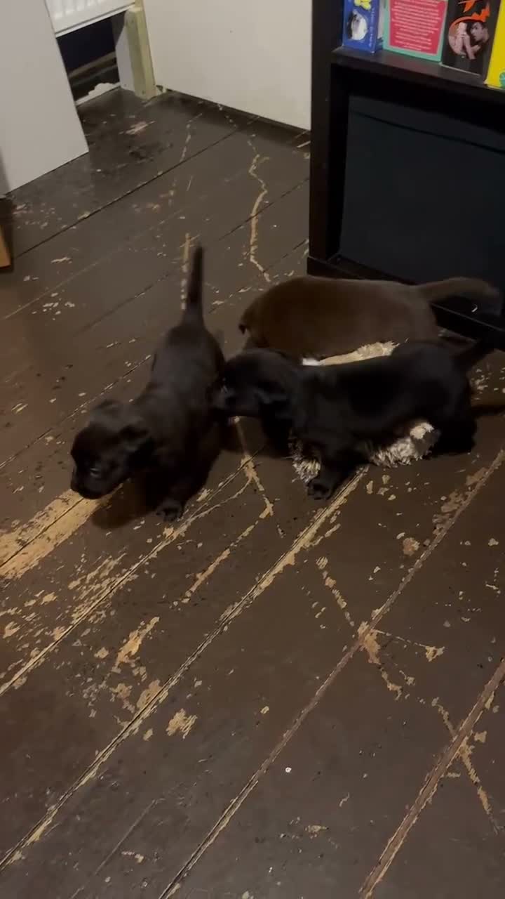 Mixed Breed dogs for sale: Staffrador puppies - Video 1