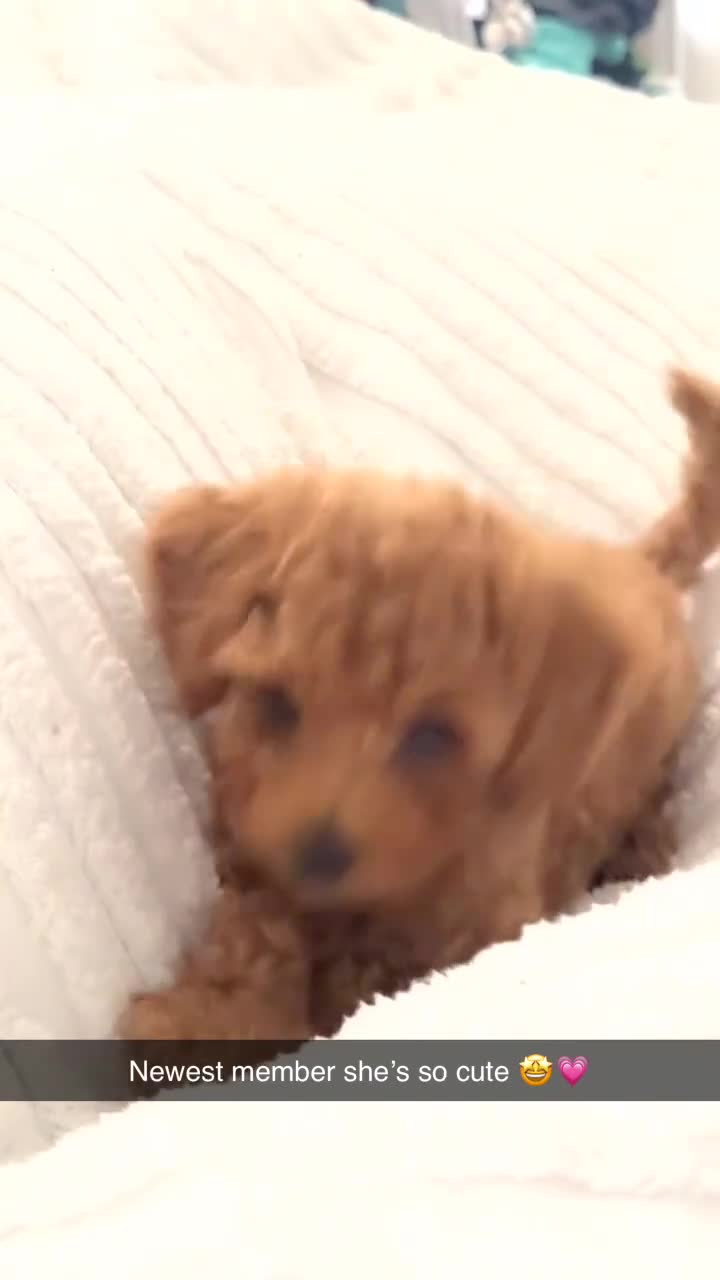 Cavapoochon dogs for stud: My female cavapoo - Video 4