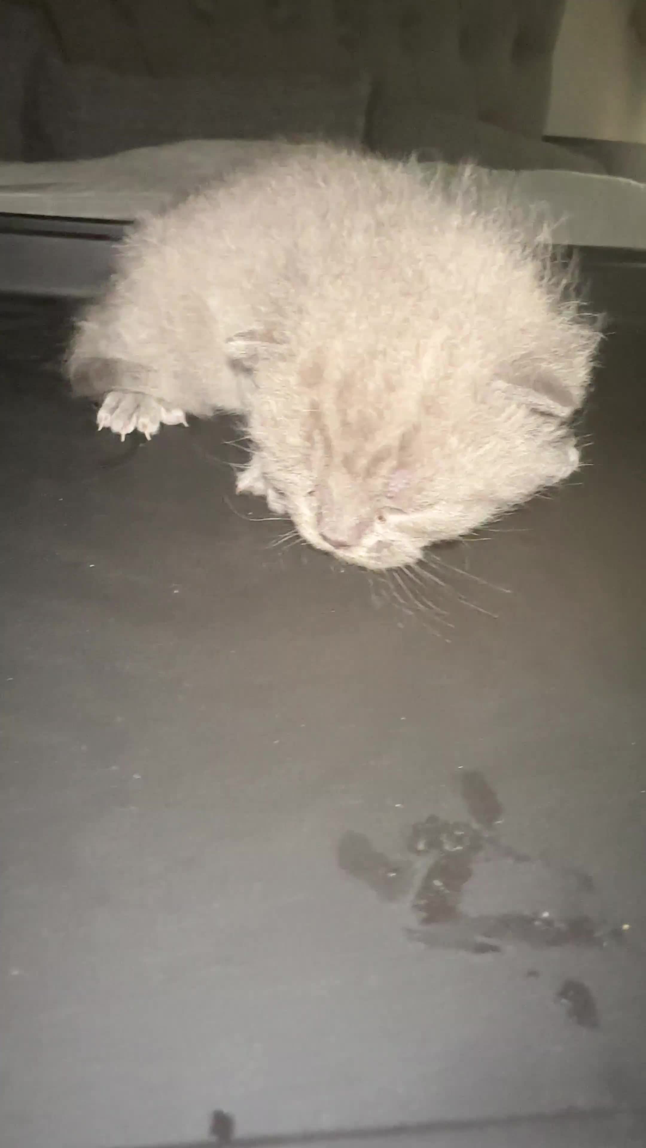 British Shorthair cats for sale: BRITISH SHORTHAIR!  - Video 2
