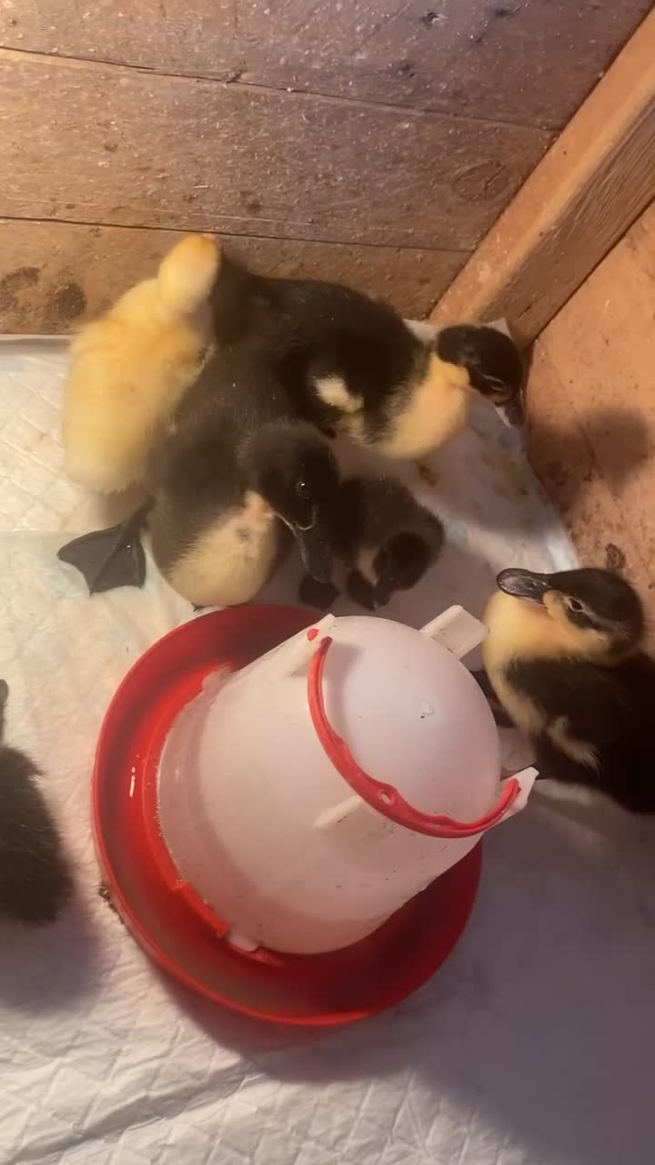 Ducks poultry for sale: Ducklings for sale  - Video 1