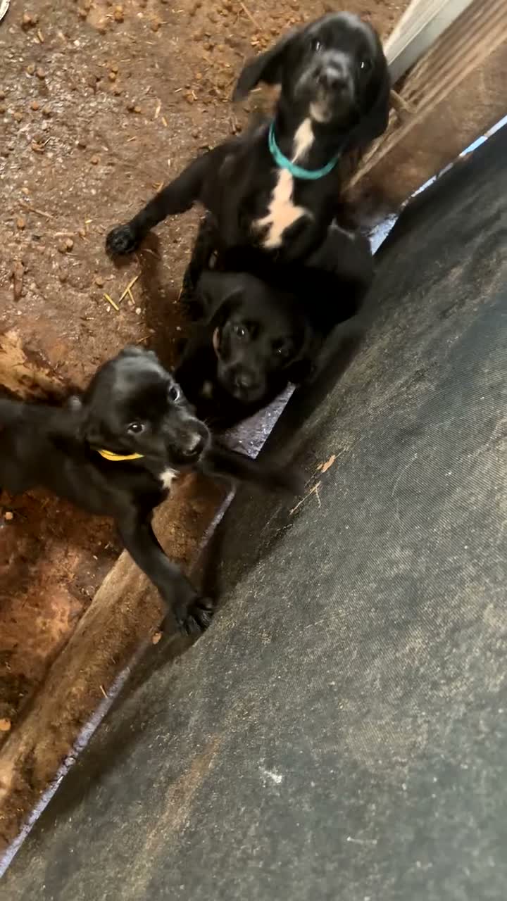 Springador dogs for sale: Springador pups  - Video 2