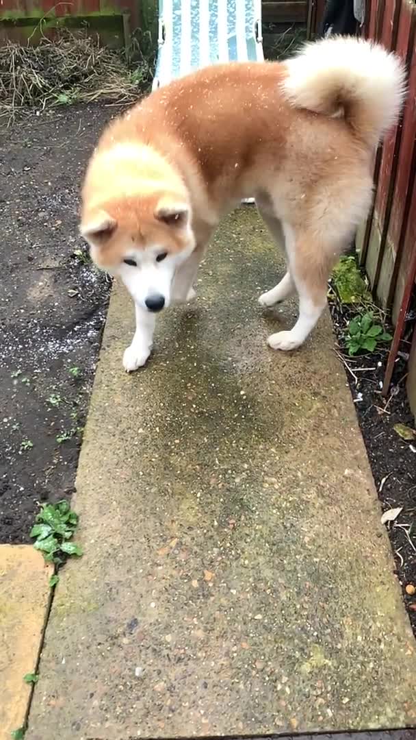 Japanese Akita Inu dogs for stud: ⭐️ KC Pedigree Japanese Akita Inu ⭐️ in Peterborough - Video 2
