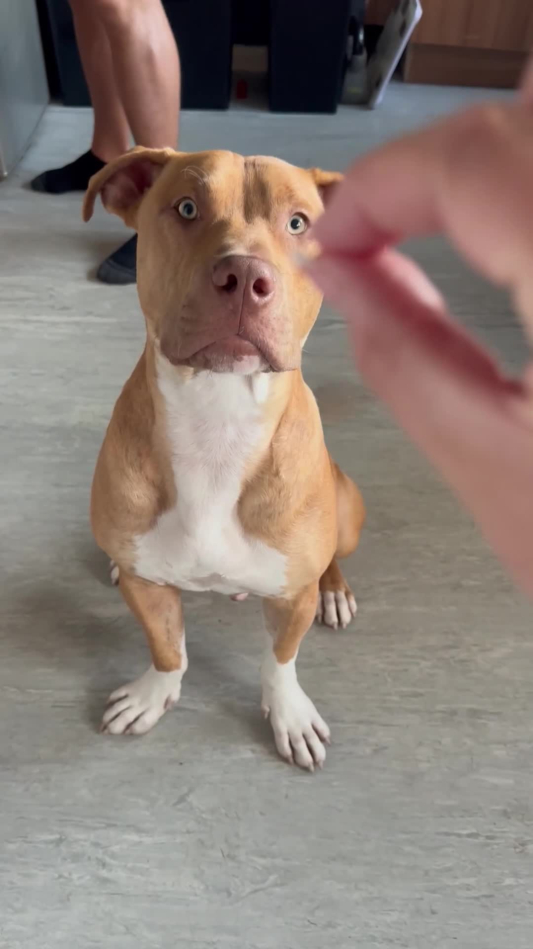 Mixed Breed dogs for sale: Staffy mix bull - Video 1