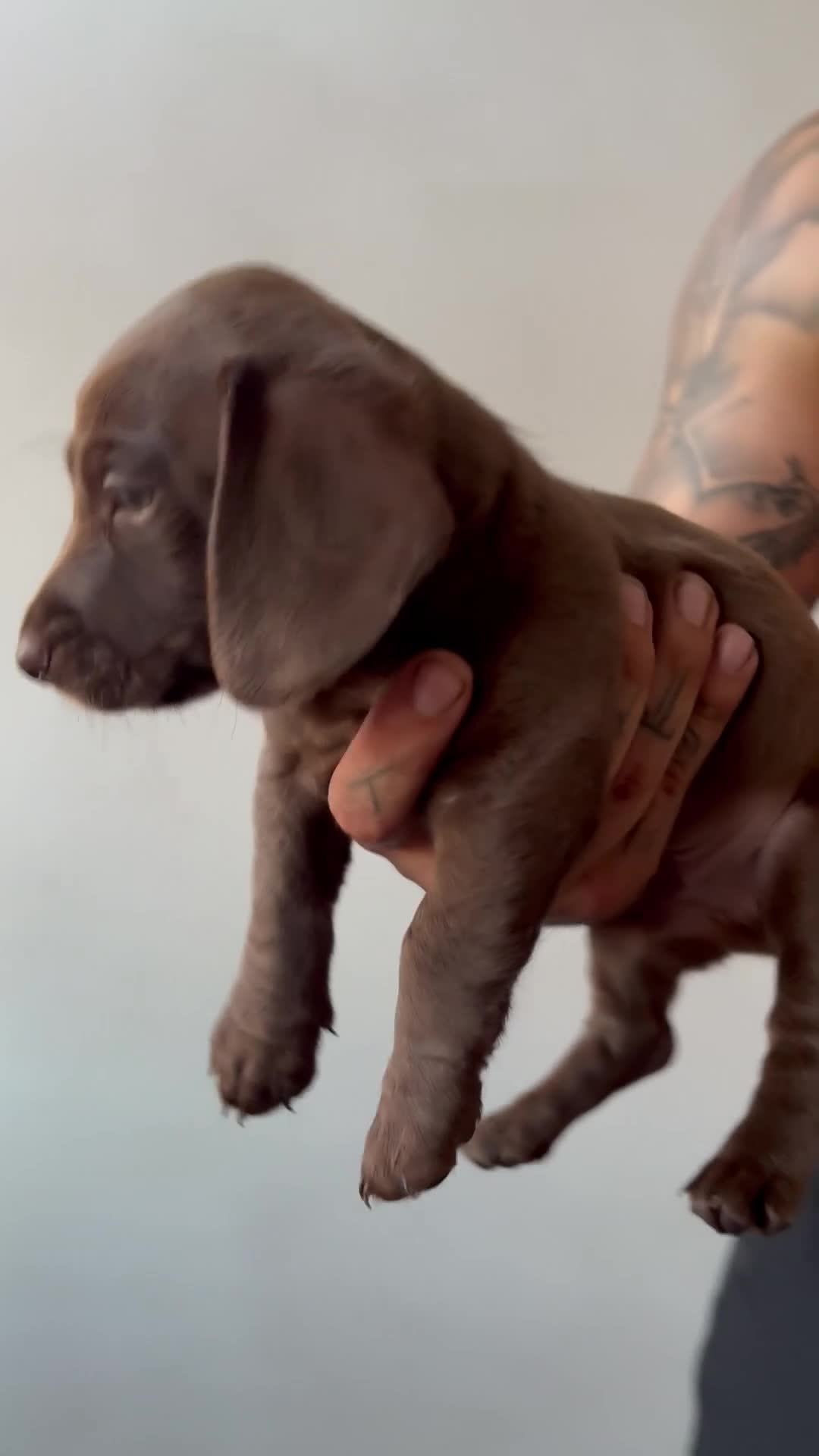 Labradoodle dogs for sale: Rare Merle labradoodles 2 left READY NEXT WEEK - Video 1