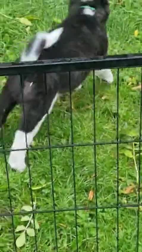 Akita dogs for sale: Kobi 8 months in Slough - Video 1