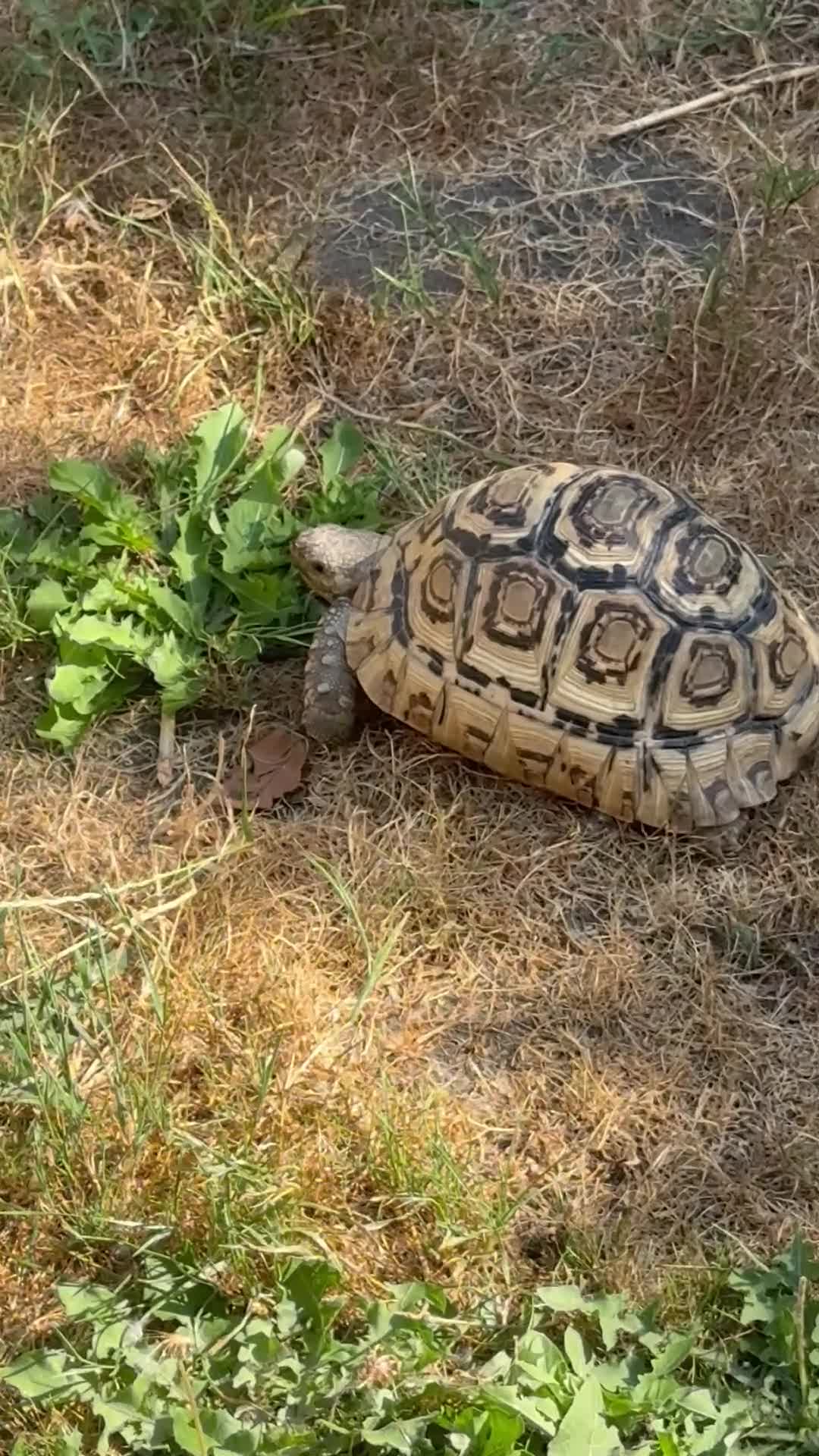 Tortoise reptiles for sale: Jeffrey and Dahma - Video 2
