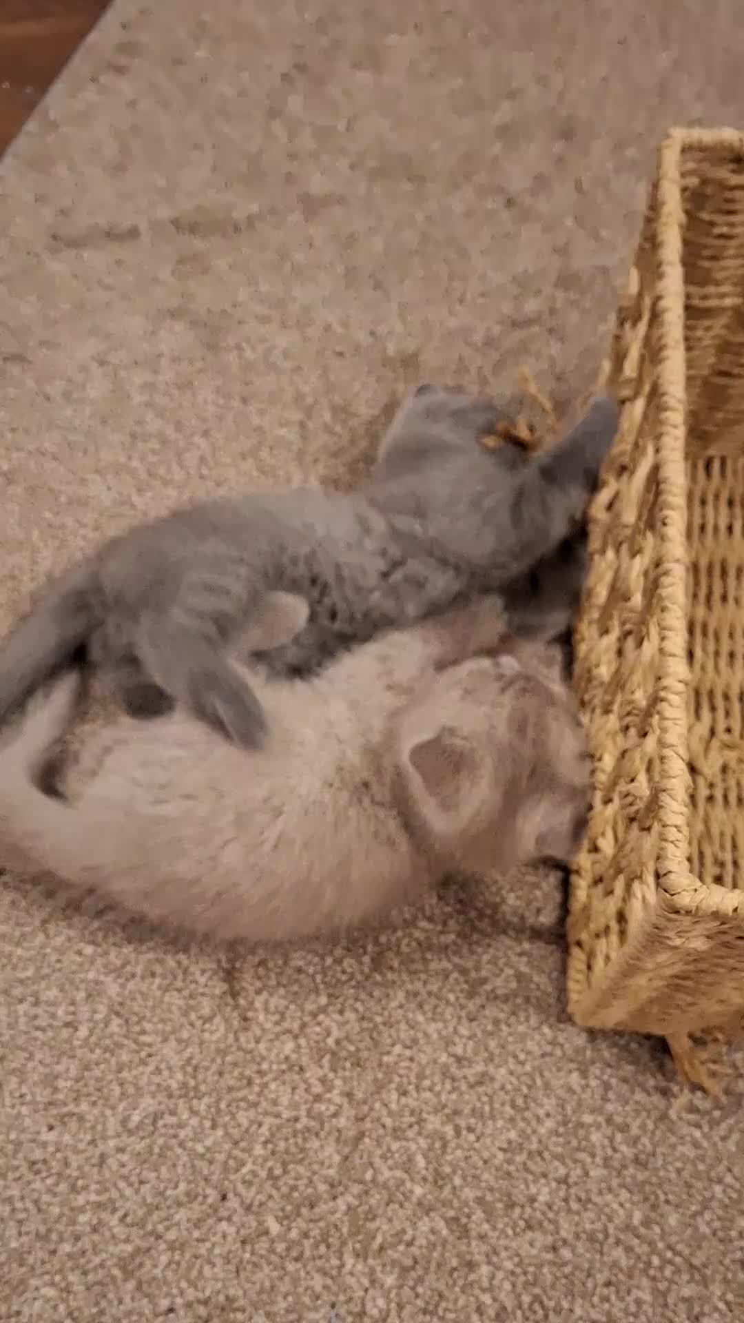 Scottish Fold cats for sale: Kittens for sale - Video 3