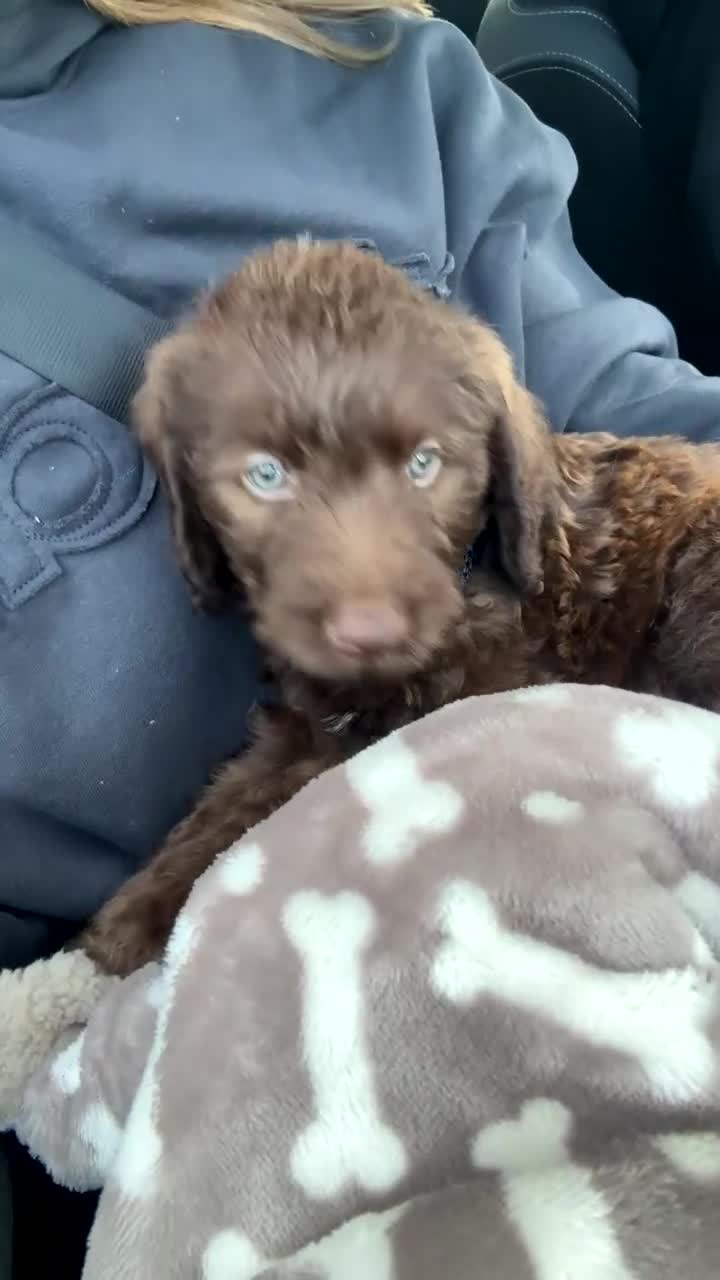 Sheprador dogs for sale: 12 week old male puppy in Leeds - Video 1