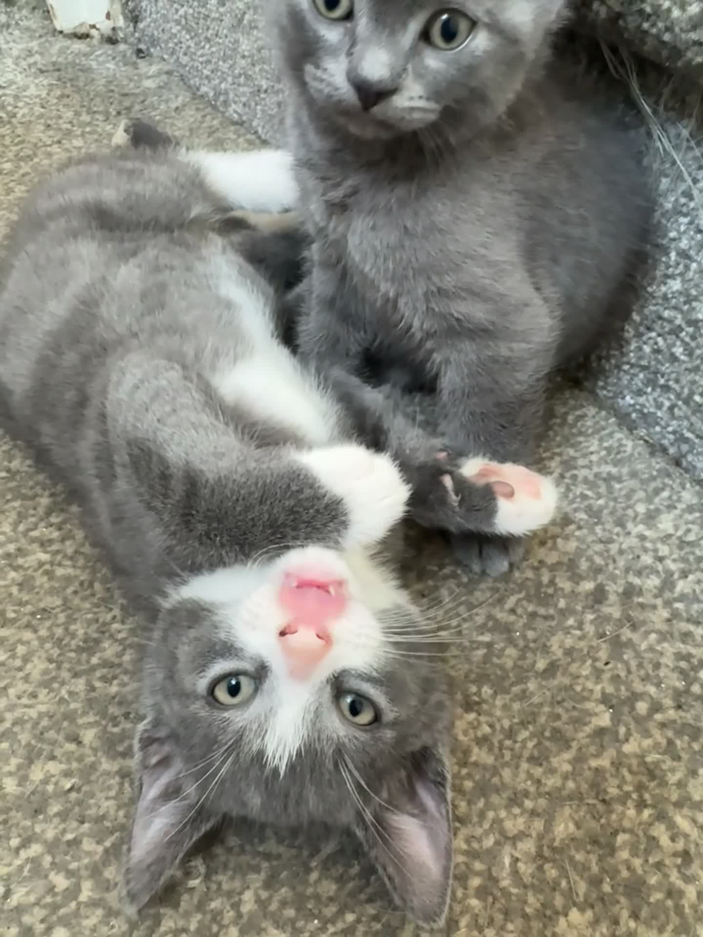 Mixed Breed cats for sale: BSH X Tabby adorable kittens - Video 2