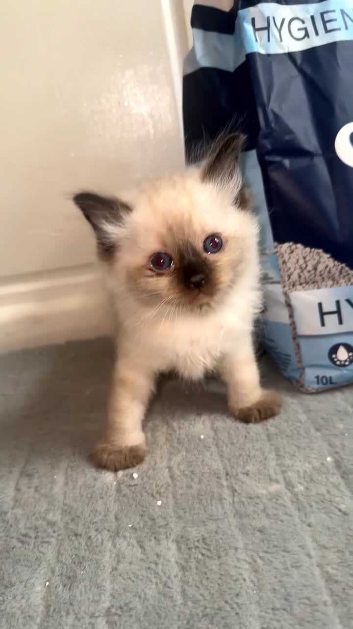 Ragdoll cats for sale: 4 ragdoll kittens for sale  - Video 1