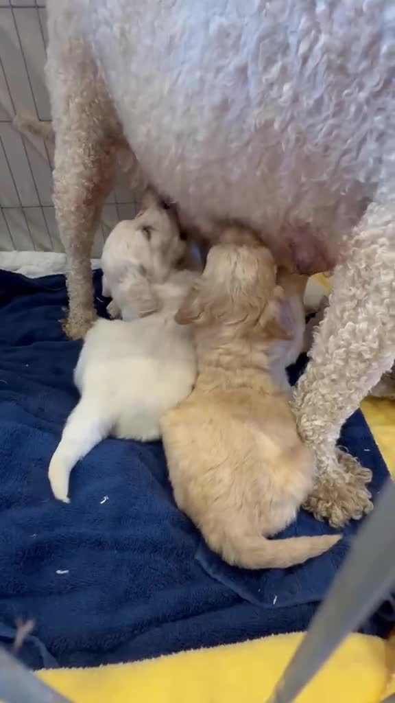 Goldendoodle dogs for sale: STUNNING GOLDEN DOODLES in Glasgow - Video 2