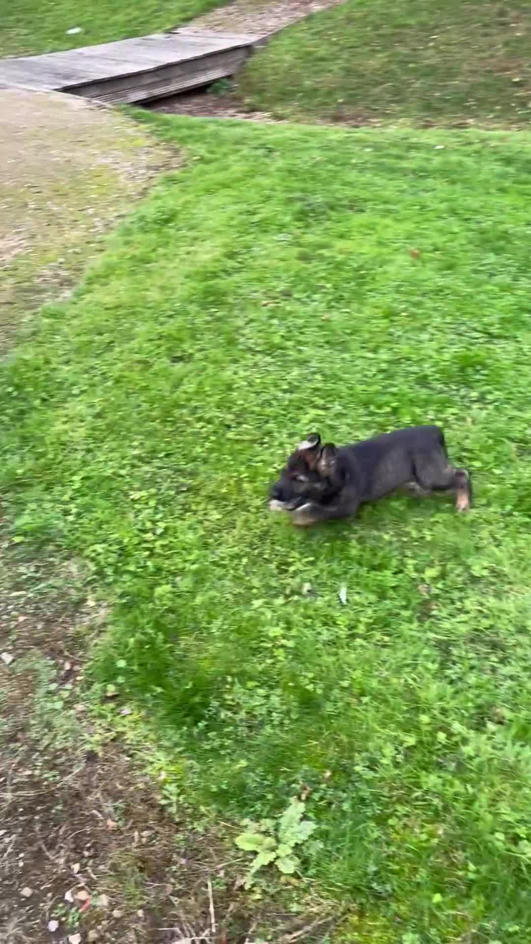 German Shepherd dogs for sale: Quality Kc Reg German shepherd - Video 2