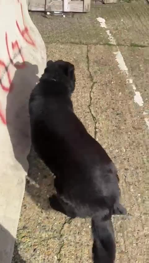 German Shepherd dogs for sale: Naomy/Sacha - Video 1