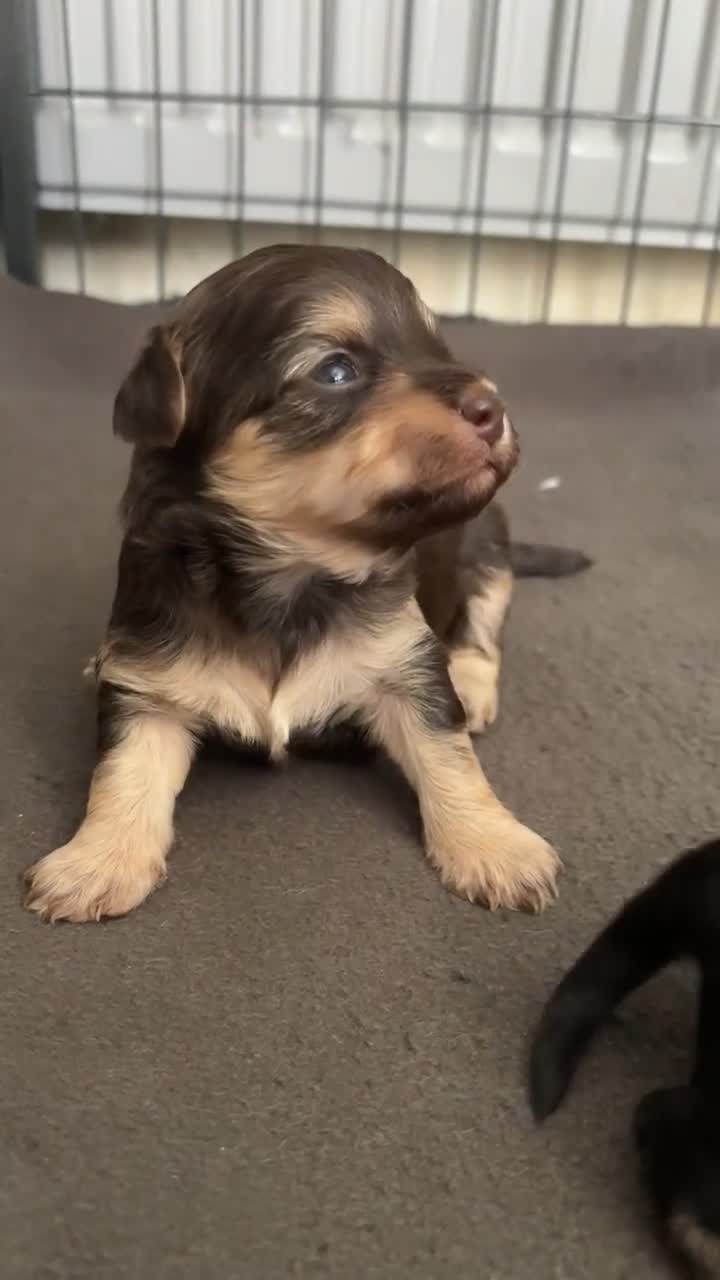 Mixed Breed dogs for sale: Shichon cross dachshund - Video 1