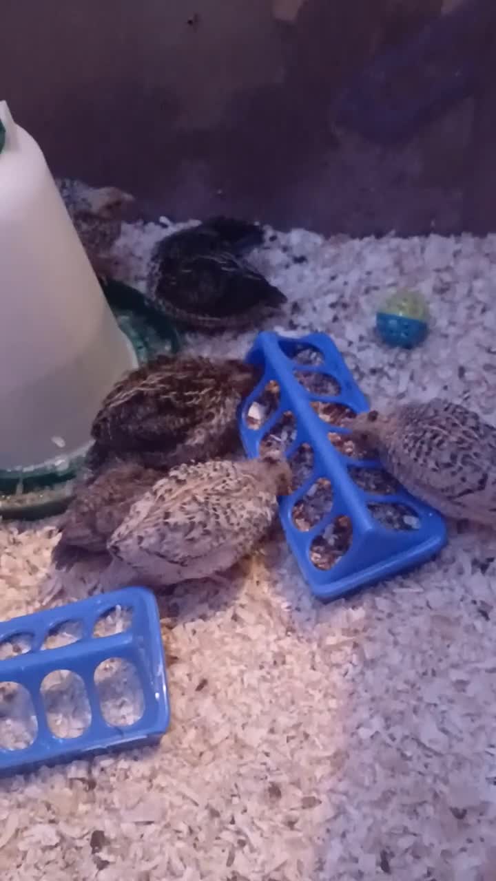 Quail poultry for sale: Beautiful coturnix quail chicks - Video 3