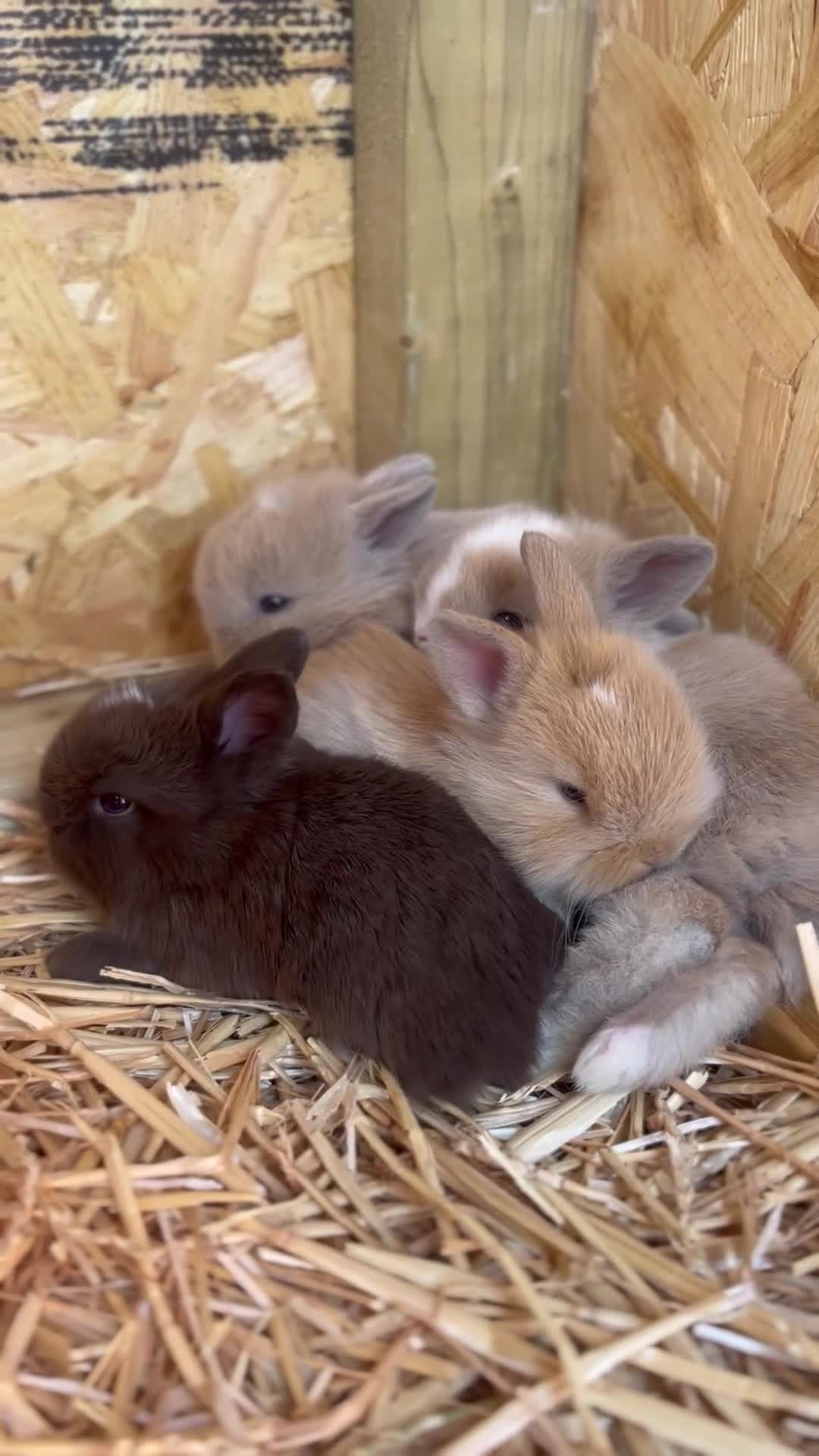 Mini Lion Lop rabbits for sale: Beautiful Mini Lion Lop Bunnies  in Rochdale - Video 3