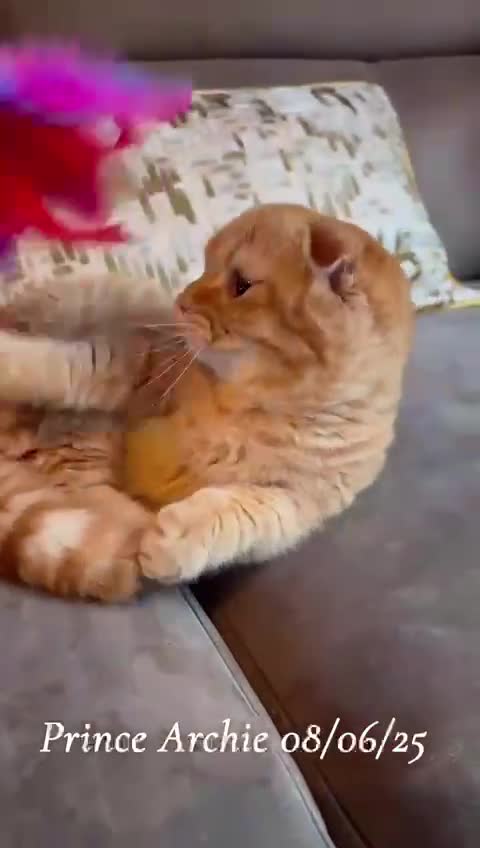 Munchkin cats for sale: Quality & Extremely Rare Persian Napoleon Minuets - Video 3