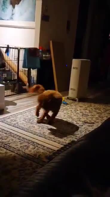 Toy Poodle dogs for stud: Toy poodle for stud  - Video 3