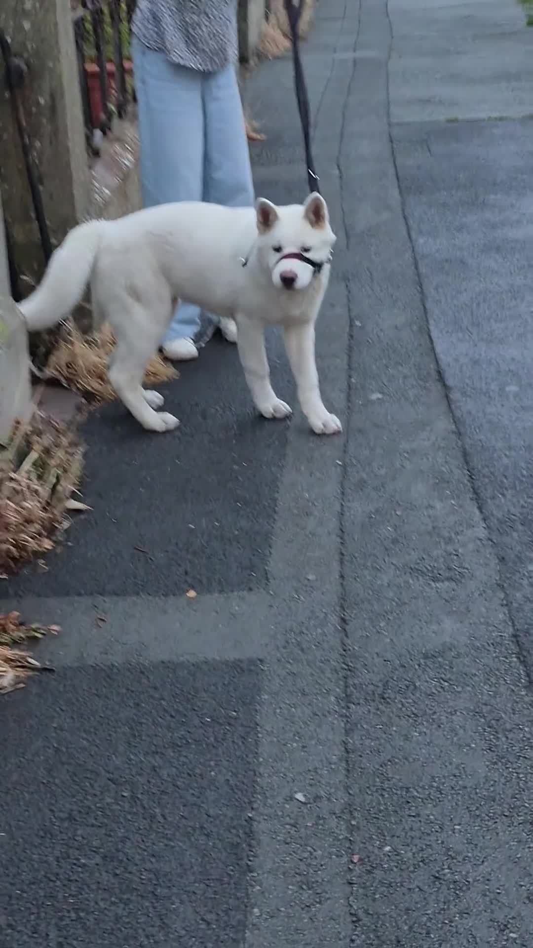 Akita dogs for sale: Beautiful male American akita  - Video 1