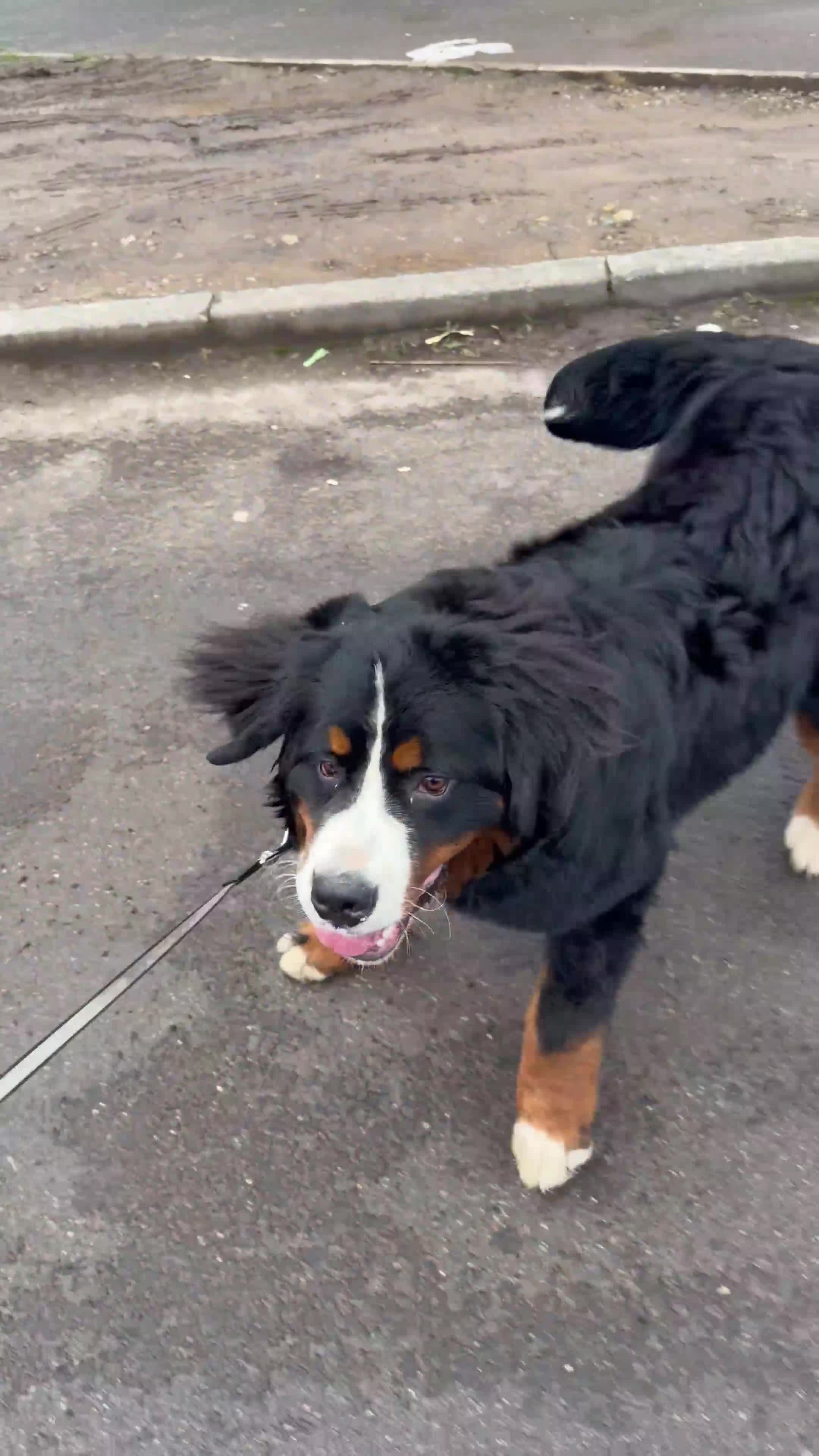 Bernese Mountain Dog dogs for sale: Bernese mountain dog  - Video 1