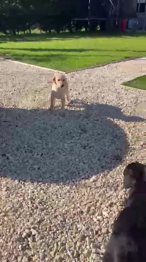 Labrador Retriever dogs for sale: Only two females available 🩷 Labrador Puppies  - Video 1