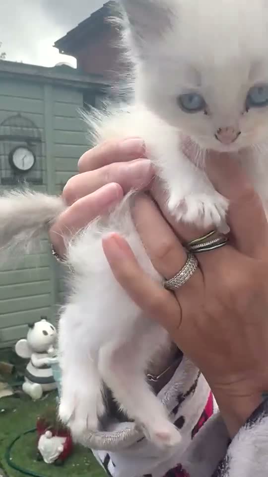 Ragdoll cats for sale: Ragdoll  - Video 5