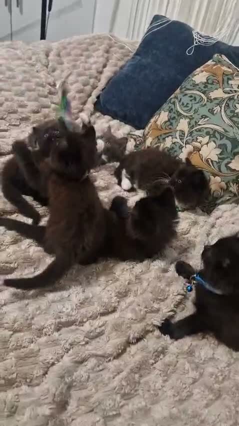 Mixed Breed cats for sale: 6 Fluffy Ragdoll Cross Kittens 3 Boys & 3 Girls 🐾 - Video 1